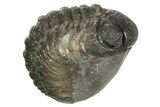 Long, Curled Austerops Trilobite - Morocco #323232-1